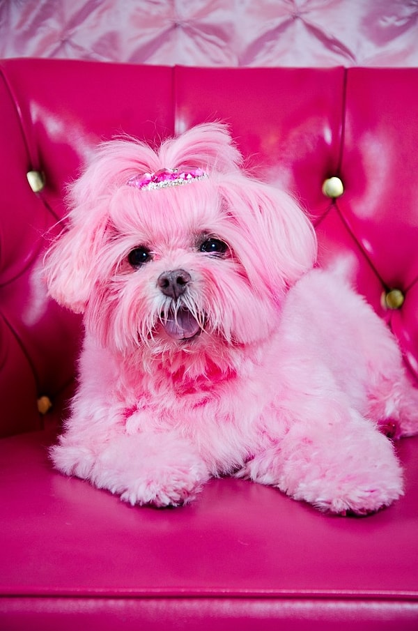 3. Даже ее песику по кличке Kisses пришлось соответствовать пожеланиям хозяйки.