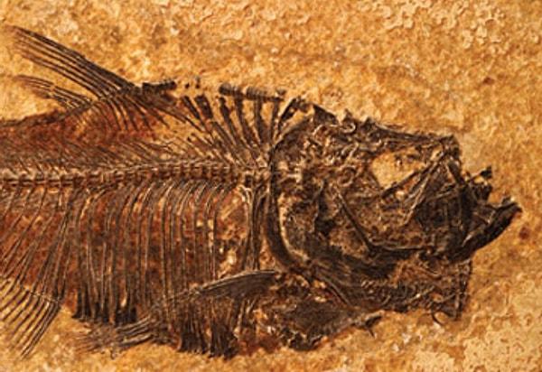 5. Fosil kayıtları, piranaların 25 milyon yıl öncesine kadar geçmişleri olduğunu söylüyor.