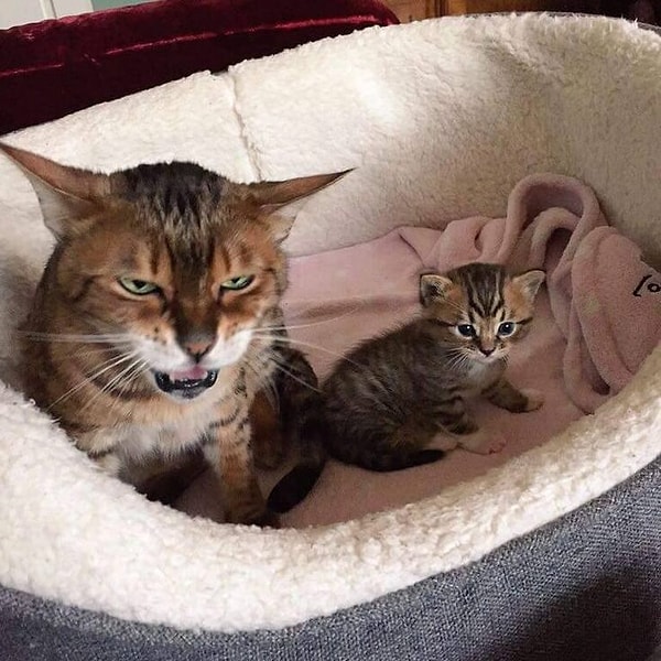 1. "Как же я устал ..."