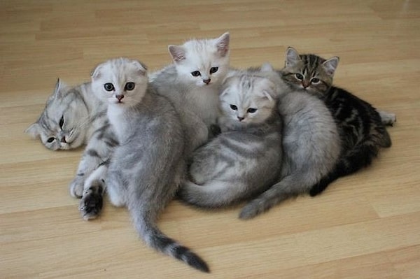 17. "Быть мамой непросто!"