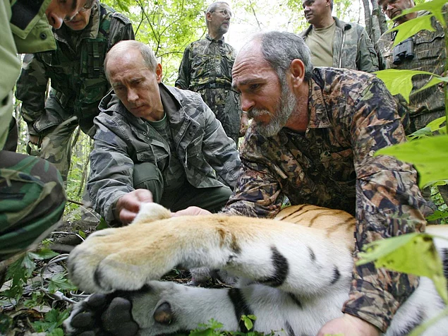 He shot a tiger with a tranquilizer dart, so the researchers can tag the big cat with a satellite tracker.
