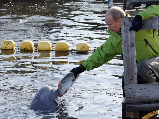 He doesn't always shoot animals though. Here, he feeds a Beluga whale named Dasha.