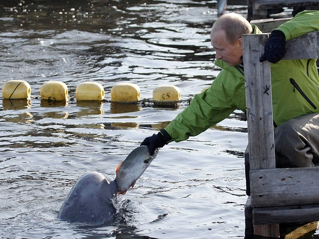 He doesn't always shoot animals though. Here, he feeds a Beluga whale named Dasha.