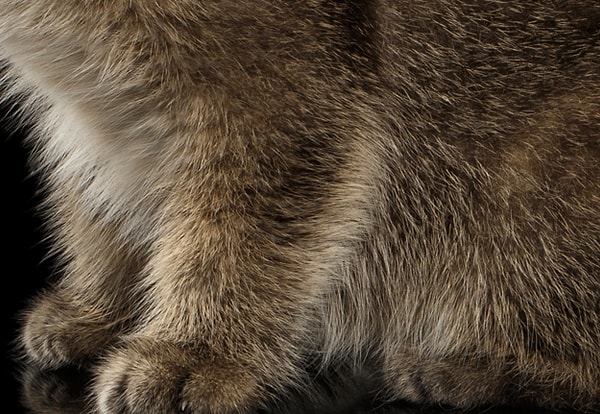 3. Этот милашка котенок или щенок?