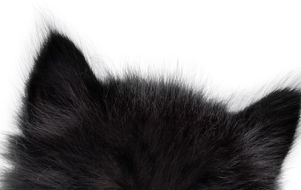 6. Этот милашка котенок или щенок?