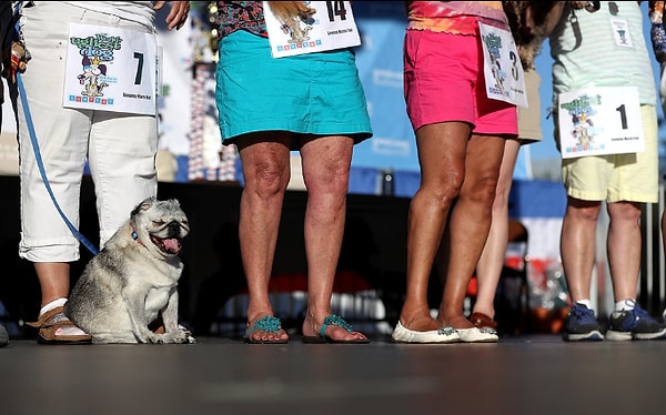 5. Груви (оттуда же, что и Озорник).