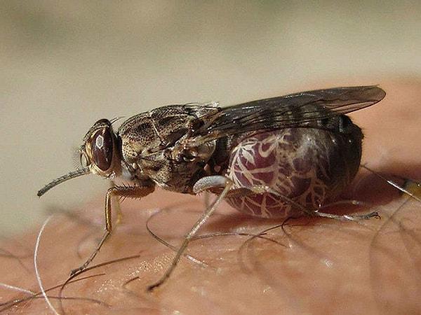 12. Çeçe sineği tarafından ısırılırsanız uyku hastalığına yakalanabilirsiniz!