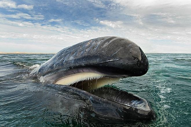25 Yıllık Fotoğrafçıdan Balinaların ve Yunusların Ayakta Alkışlanası Görkemli Güzellikleri