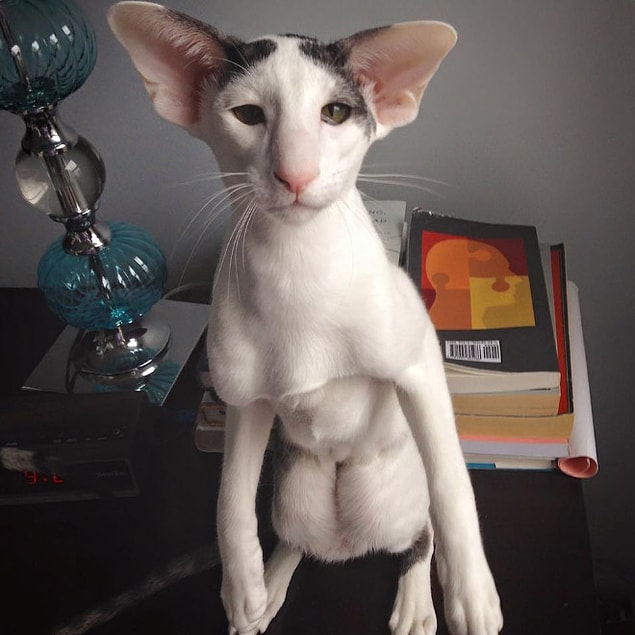 Harry Potter�daki Ev Cini Dobby�ye Ondan Daha Çok Benzeyen Kedi Teddy