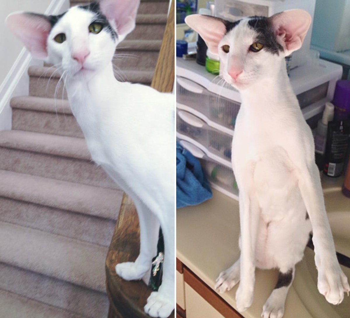 Коты похожие на грузинов