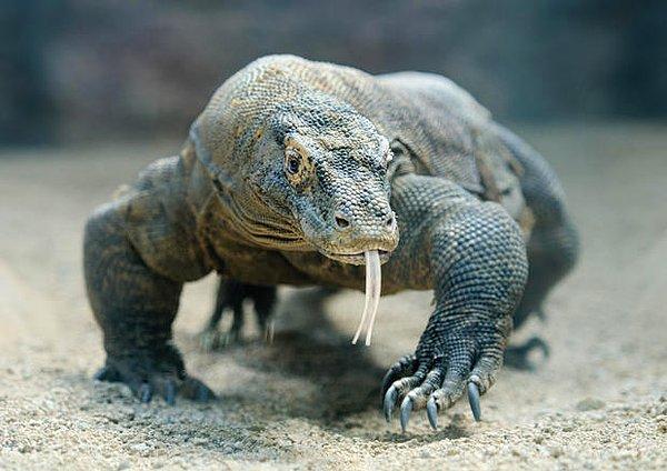 6. Komodo ejderleri 2 kg eti bir dakika içinde yiyip bitirebilirler. Bu canlılar, vücutlarına aldıkları ekstra yağı kuyruklarında depolarlar.