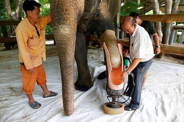 Mosha'nın da hastası olduğu, 1993'te kurulan Asya Filleri Vakfı Hastanesi dünyanın ilk fil hastanesi ve şu an tam 17 fil hastası var.
