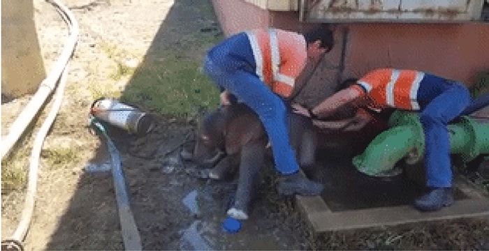 Başı Belaya Girince Neyse ki İmdadına İnsanların Yetiştiği 14 Sevimli Hayvan