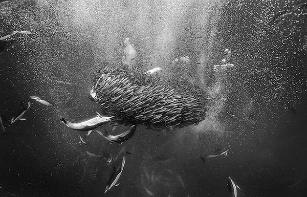 2. «Я наблюдаю за китами в течение последних 25 лет», - говорит он. - «Это то, чем я занимаюсь практически каждый день»