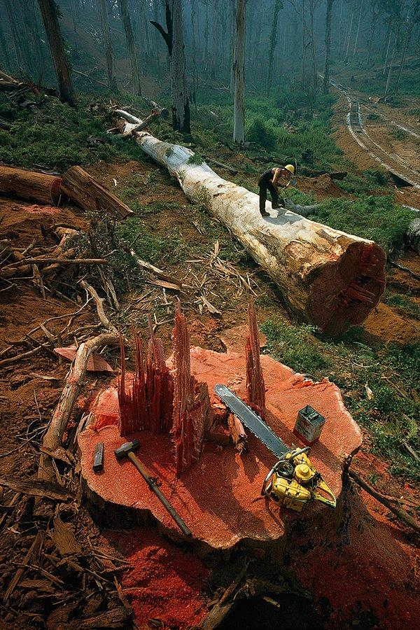17. Avustralyalı bir işçi, dev bir ağacı kesitliyor.