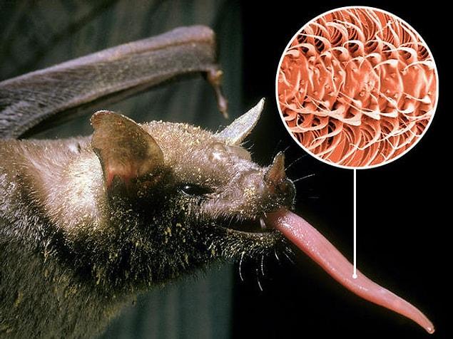 14. The bats that live on nectar have a specifically developed tongue to reach the nectar.
