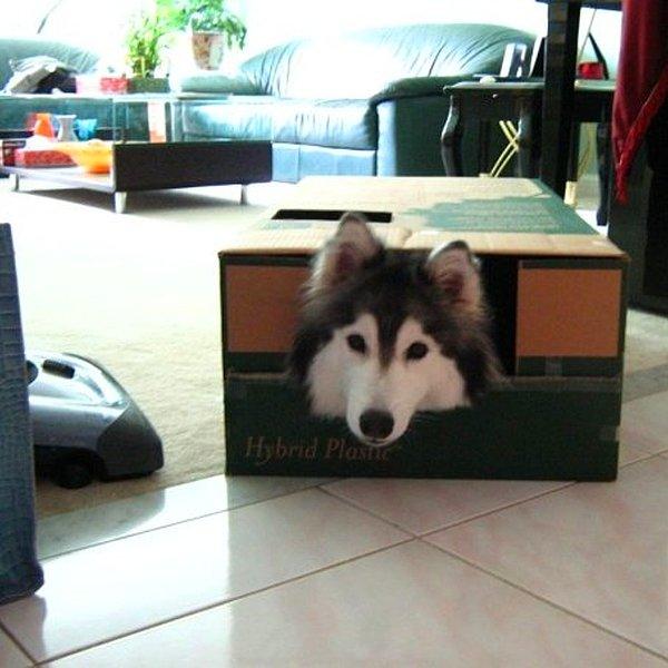 Ona göre kutu bulmak da zor olsa gerek!