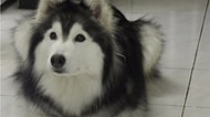 Kedilerin Arasında Fazla Takılınca Köpekliğini Unutan Sibirya Kurdunun En Minnoş Halleri