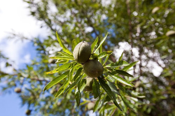 Bahçelerdeki Tozlaşma İhtiyacı Bölgede Arıcılık Faaliyetlerinin de Yeni Bir Gelir Kapısı Olmasını Sağlıyor