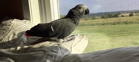 Бессердечность 80 уровень: хозяйка избавилась от попугая из-за нового возлюбленного