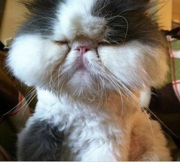 4. От аллергии можно даже умереть. Поэтому лучше всего перед летним сезоном проверить вашего любимца, чтобы в случае чего иметь при себе необходимые лекарства.