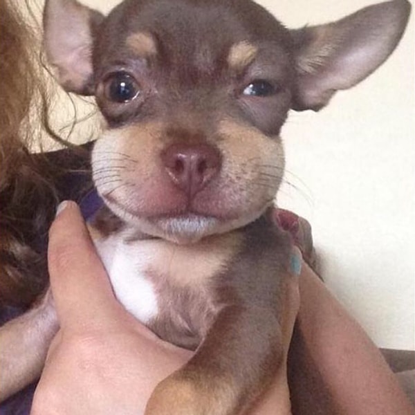 5. Обязательно проконсультируйтесь с ветеринаром, прежде чем давать животному лекарства, особенно если они предназначены для человека.