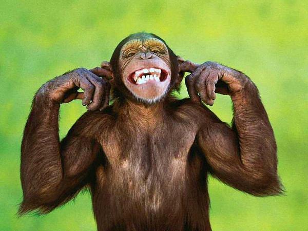 4. Daha küçük testisleri olan uluyan maymunların sesleri daha gürdür ve derinden gelir.