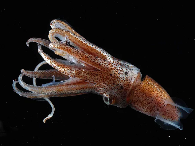 The octopus, squid, and cuttlefish are integrated into the coleoid sub-class of the mollusks. and their evolutionary history is believed to date back over 500 million years.