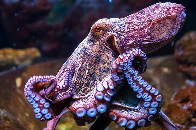 And English zoologist Martin Wellsê argues that octopuses are definitely aliens.