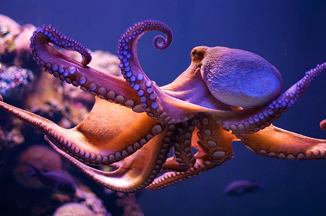 According to the researchers from the University of Chicago, the octopus genome has transposons, which are also referred to as "jumping genes."