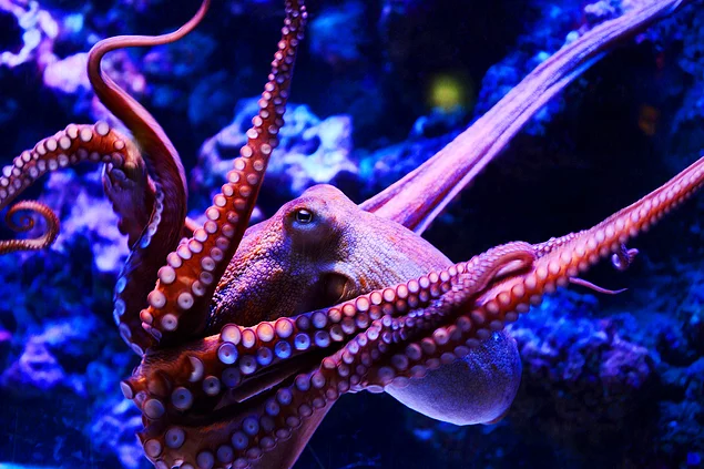 Caroline Albertin from the University of Chicago is another person who studies the octopus genome.