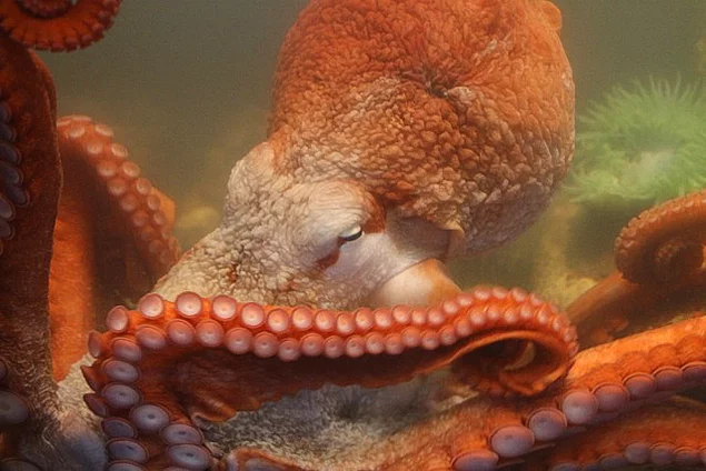 In short, all the research points out that octopuses have a genome that doesn't belong to this world.