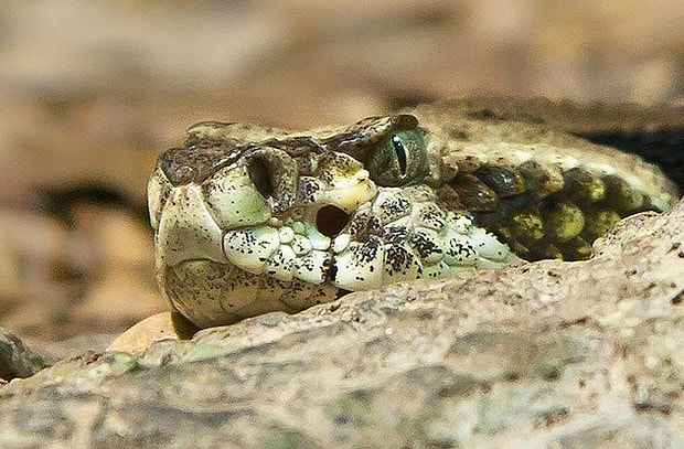tuylerimizi diken diken eden yilanlara dair bilmediginiz 10 korkutucu hikaye tuylerimizi diken diken eden yilanlara dair bilmediginiz 10 korkutucu hikaye