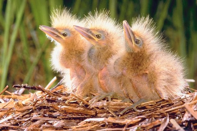 15. A bird's sense of smell is really weak, so their mother won't abandon the nestlings just because you've touched them.