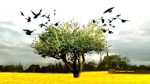 5. Адамовы яблоки, 2005, Дания