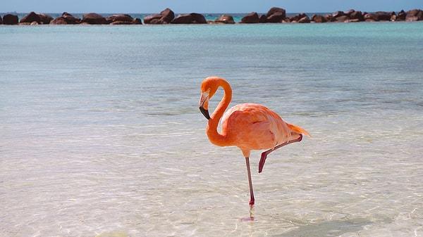 18. Flamingoların özellikle sudayken tek ayakları üzerinde durmalarının sebebi ayaklarını dinlendirme değil vücutlarını sıcak tutma çabasıdır. Bu şekilde daha az ısı kaybederler.