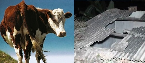 1. Жоан Мария де Суза, Бразилия, 2013