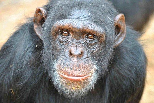 3. İnsan, maymundan evrilmemiştir. Bugün yaşayan şempanze ve bonobo türleri yalnızca bizim dünya üzerindeki en yakın genetik akrabalarımızdır. Çünkü bu canlılarla 5-8 milyon yıl önce yaşamış ortak atalara sahibiz.
