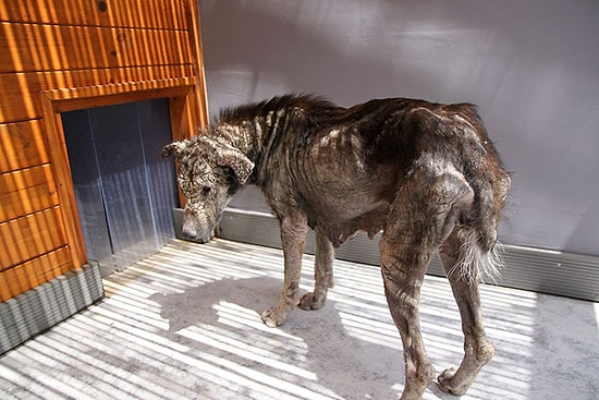 Uyuz Olduğu İçin Suratı Taşa Dönüşen Köpeğin Muhteşem Hayata Dönüş Öyküsü