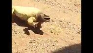 Ящерица, изнывающая от жары в пустыне, нашла спасительную тень!
