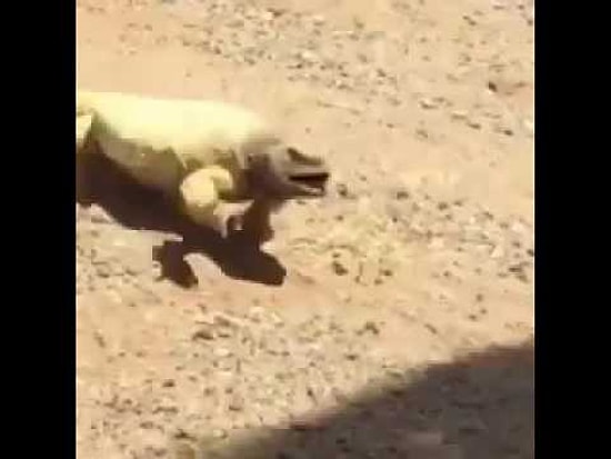 Ящерица, изнывающая от жары в пустыне, нашла спасительную тень!