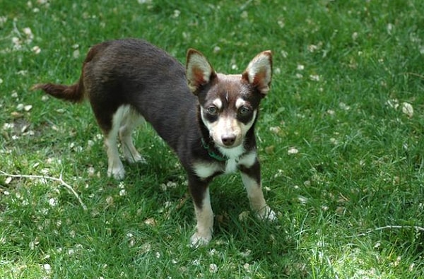 7. Корги + чихуахуа