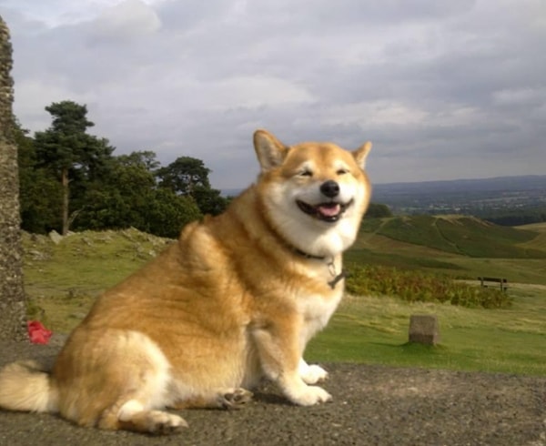 6. Корги + сиба-ину
