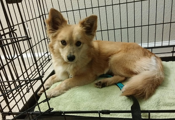 14. Корги + шпиц