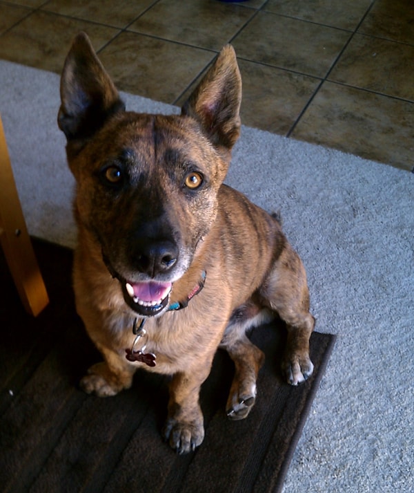 15. Корги + питбуль