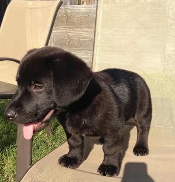 16. Лабрадор + корги