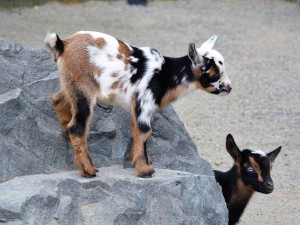 20. Новые жильцы