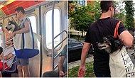 Собакам запрещено появляться в метро Нью-Йорка без переноски: вот, что из этого вышло