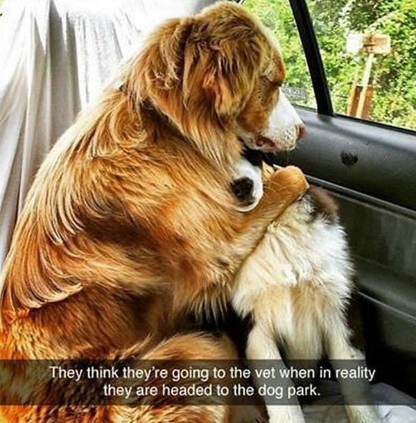 1. Эти двое думали, что они едут в ветклинику, хотя мы везли их в парк