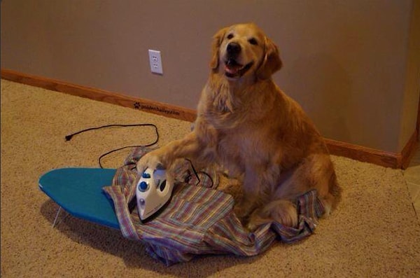 11. "Хозяин, опаздываешь? Давай рубашку поглажу"